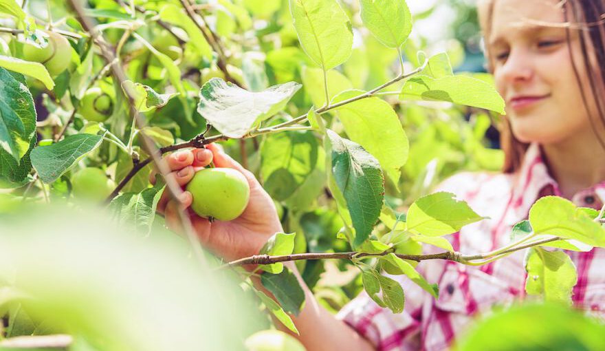Seasonal Fruit Picking - person holding green apple fruit during daytime