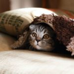Pet-friendly Accommodations Cappadocia - brown Scottish fold in brown thick-pile blanket