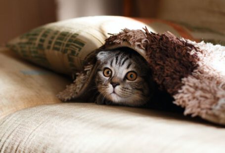 Pet-friendly Accommodations Cappadocia - brown Scottish fold in brown thick-pile blanket