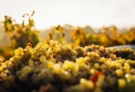 Cappadocian Wine Exploration - macro shot of seaweeds