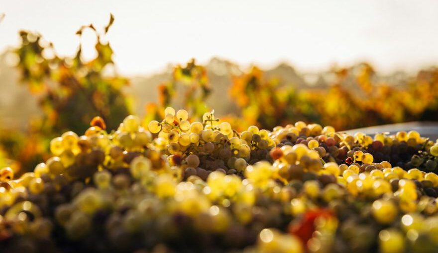 Cappadocian Wine Exploration - macro shot of seaweeds