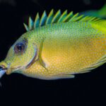 Fish Restaurants Cappadocia - two fish peeking on mouth of yellow and green fish