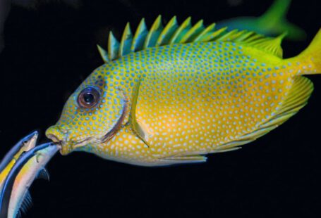 Fish Restaurants Cappadocia - two fish peeking on mouth of yellow and green fish
