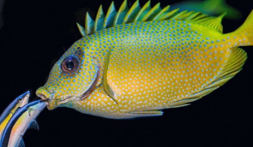 Fish Restaurants Cappadocia - two fish peeking on mouth of yellow and green fish