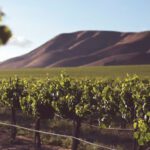 Wine Shopping Cappadocia - shallow focus photography of green farm