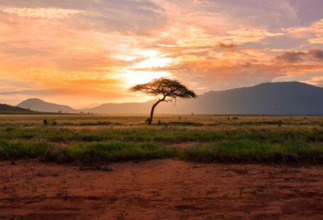 Safari - tree between green land during golden hour
