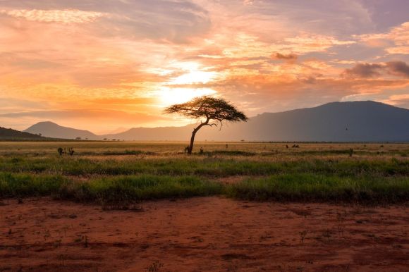Safari - tree between green land during golden hour