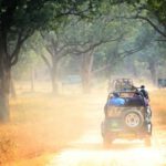 Jeep Safari - four vehicles running on rough road inline of trees during daytime