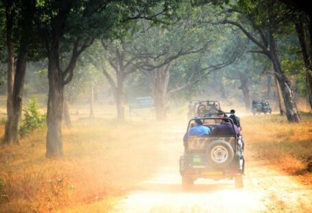 Jeep Safari - four vehicles running on rough road inline of trees during daytime