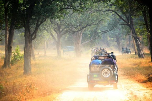Jeep Safari - four vehicles running on rough road inline of trees during daytime
