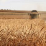 Rural Turkey - shallow focus photography of wheat field