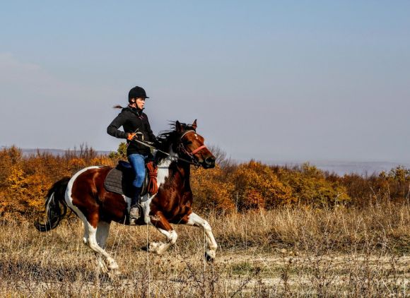 Horseback Riding - person riding on horse