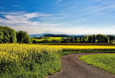 Rural - winding road beside field of yellow petaled flowers