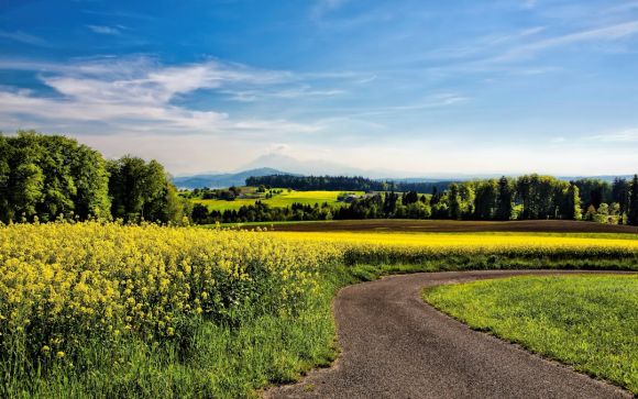 Rural - winding road beside field of yellow petaled flowers
